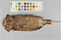 藏品(黃嘴角鴞)的圖片